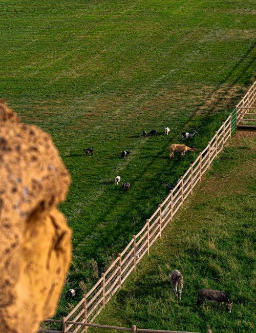 A grassy field with cows grazing along a wooden fence, viewed from an elevated angle, with a blurred foreground object.