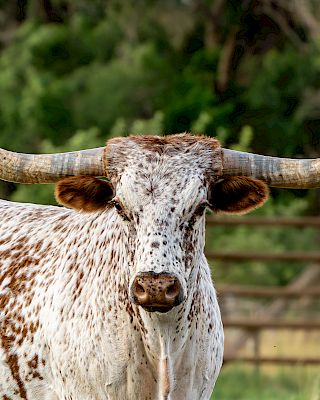A longhorn cow with large, curved horns stands in a field, surrounded by trees and a wooden fence in the background.