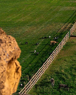 A grassy field with cows grazing, divided by a wooden fence; a blurred rock feature is visible in the foreground.