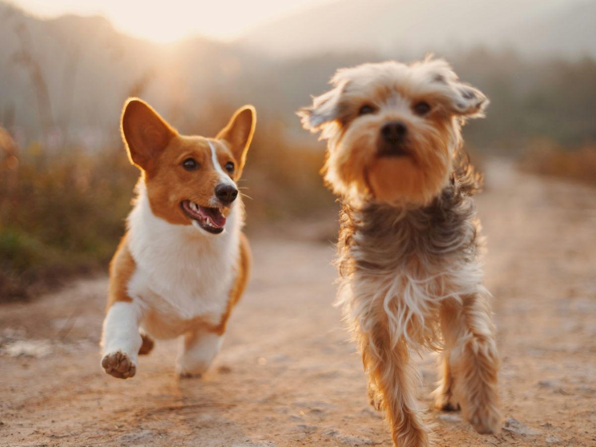 Two dogs are joyfully running on a dirt path outdoors, surrounded by a warm, glowing sunset in the background.